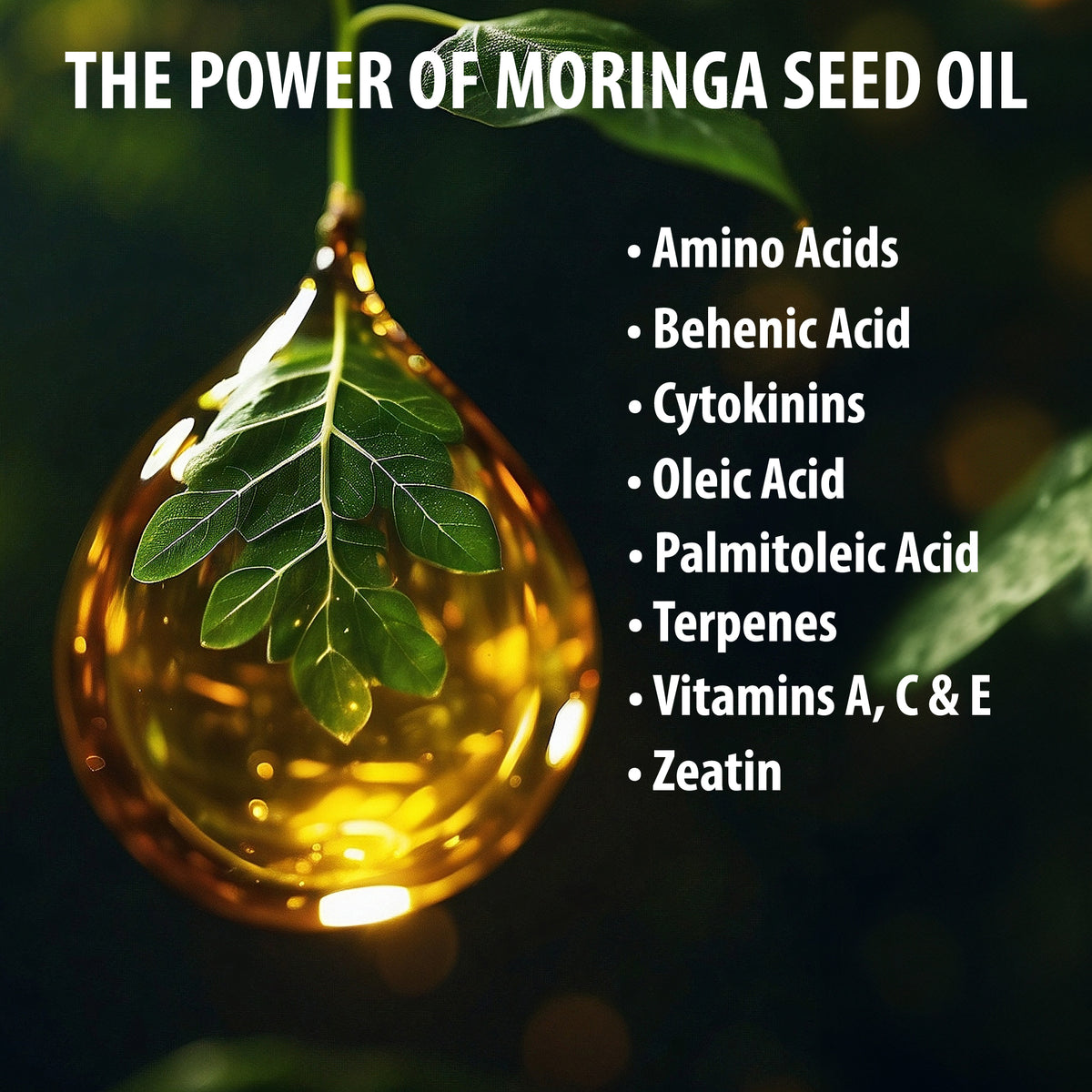 Kushty Moringa
